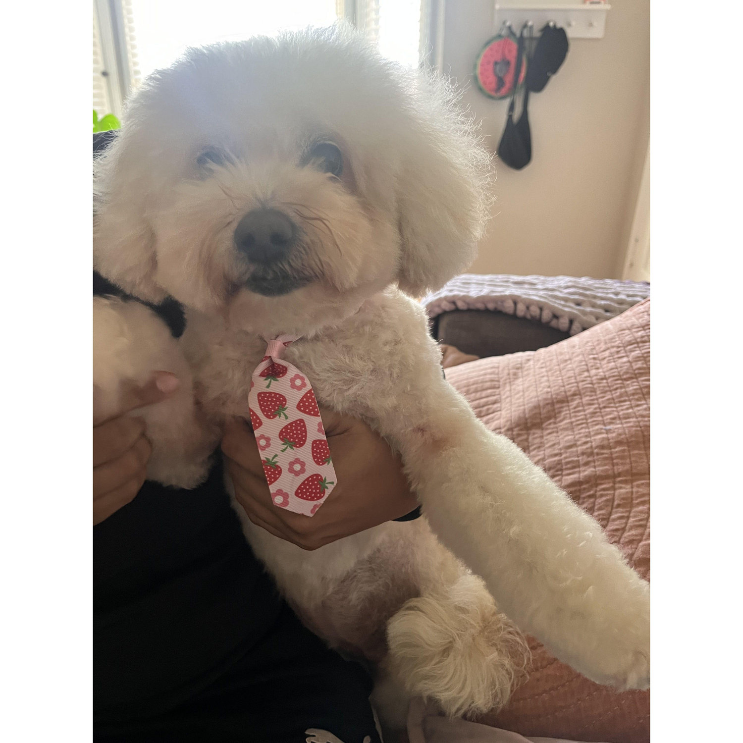 Penelope
