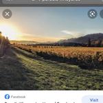 Paradis Vineyards