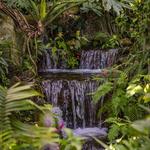 Butterfly Rainforest at the Florida Museum of Natural History