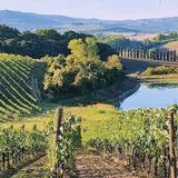 Wine Tasting & Vineyard Tours