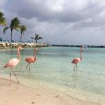 Flamingo Beach