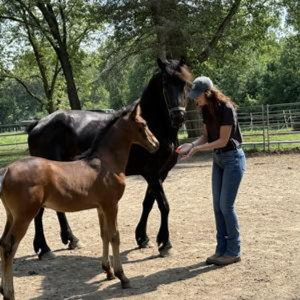 Horse Fund
