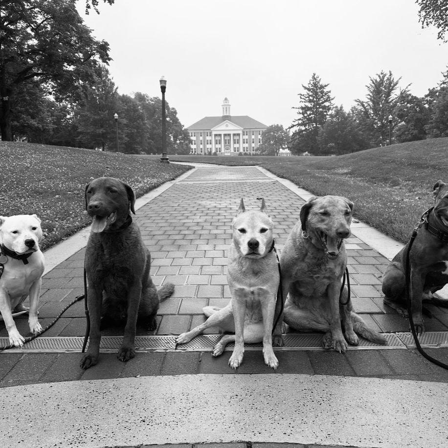 All five dog kiddos at JMU. Another weekend getaway.