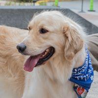 Bodie - one of the PICU's Ambassador for tail wagging happiness.