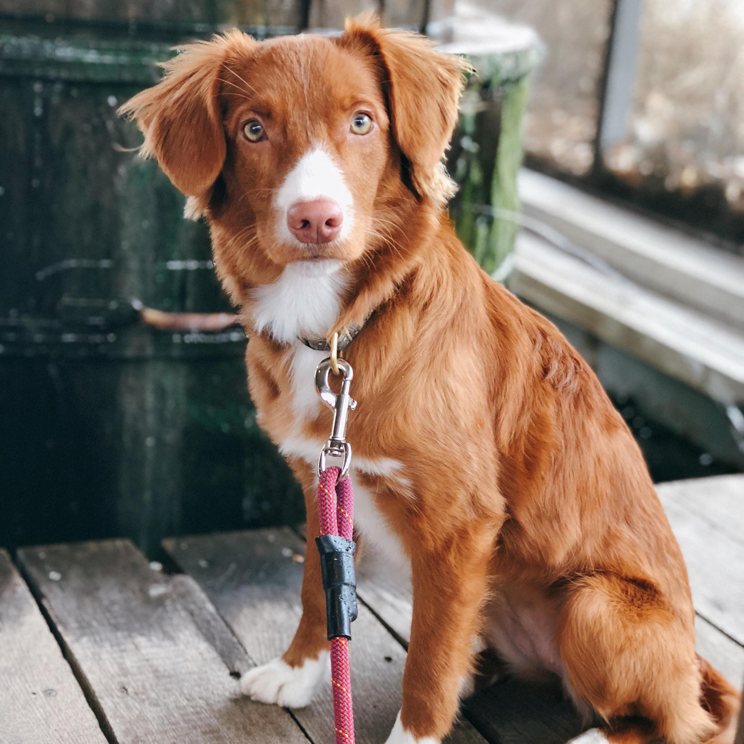 Our little dog, Honey.