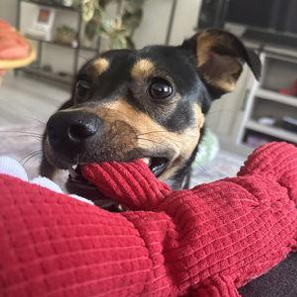 Momo's Toy Fund