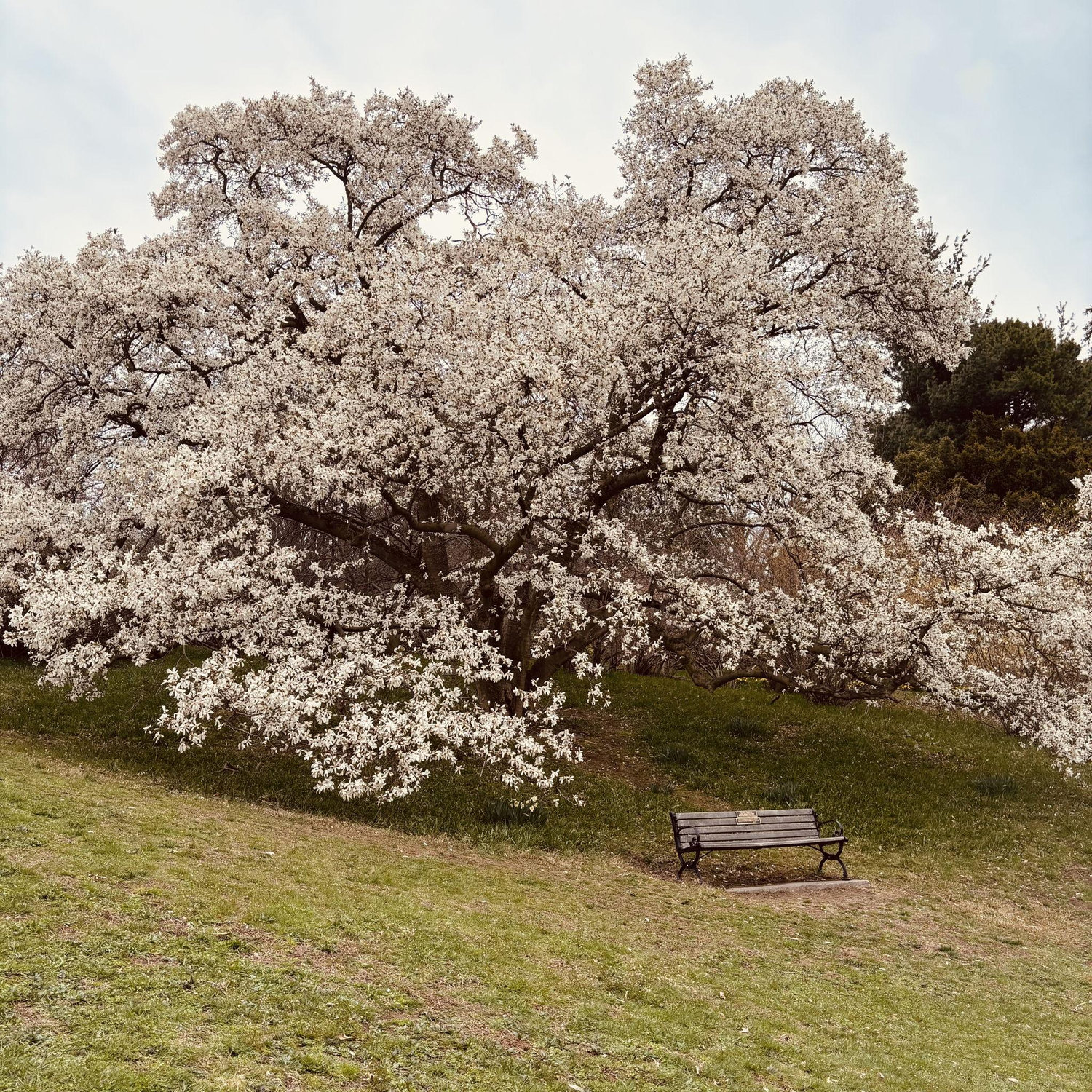 Our favorite magnolia tree in Highland Park