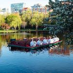 Swan Boats