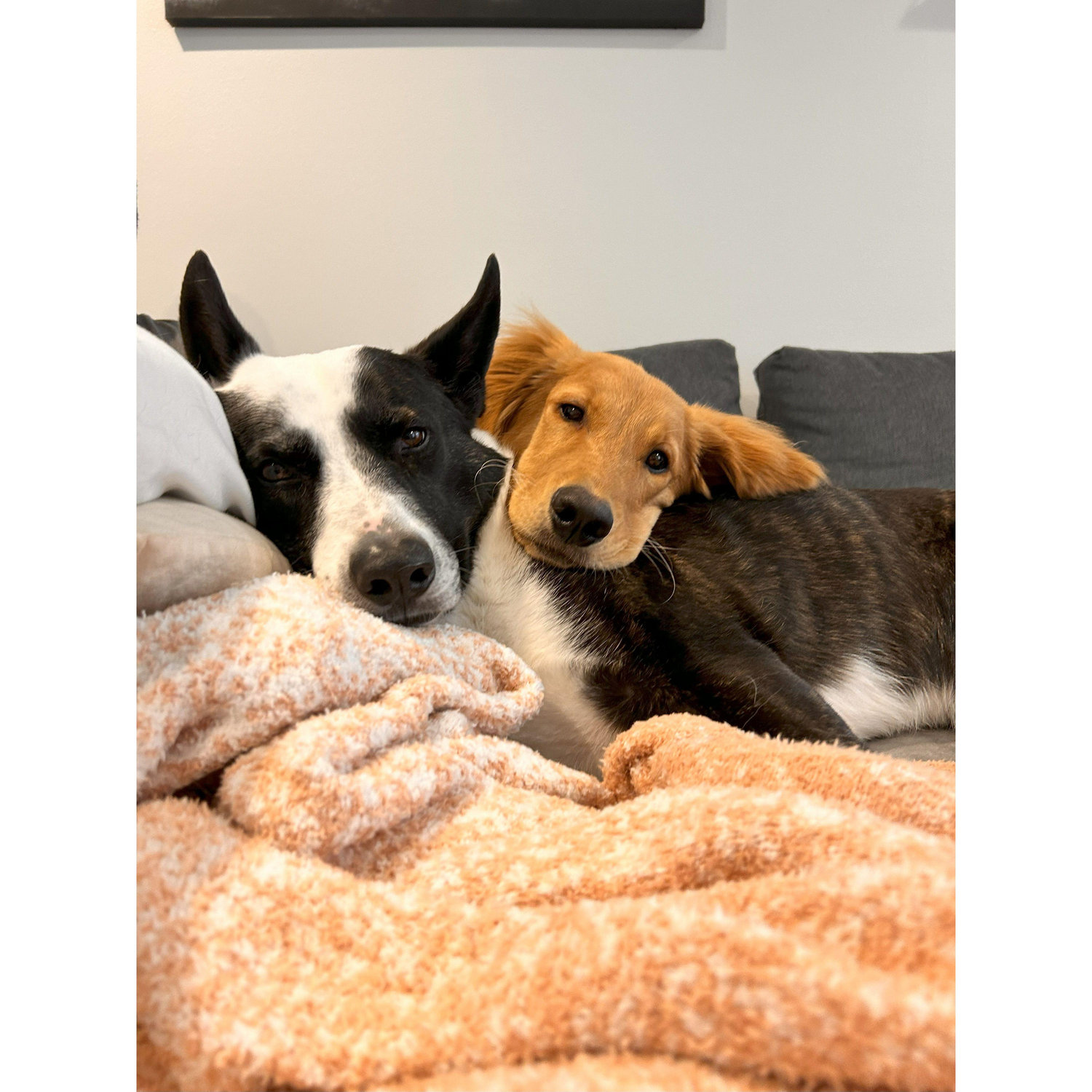 Our fur babies <3