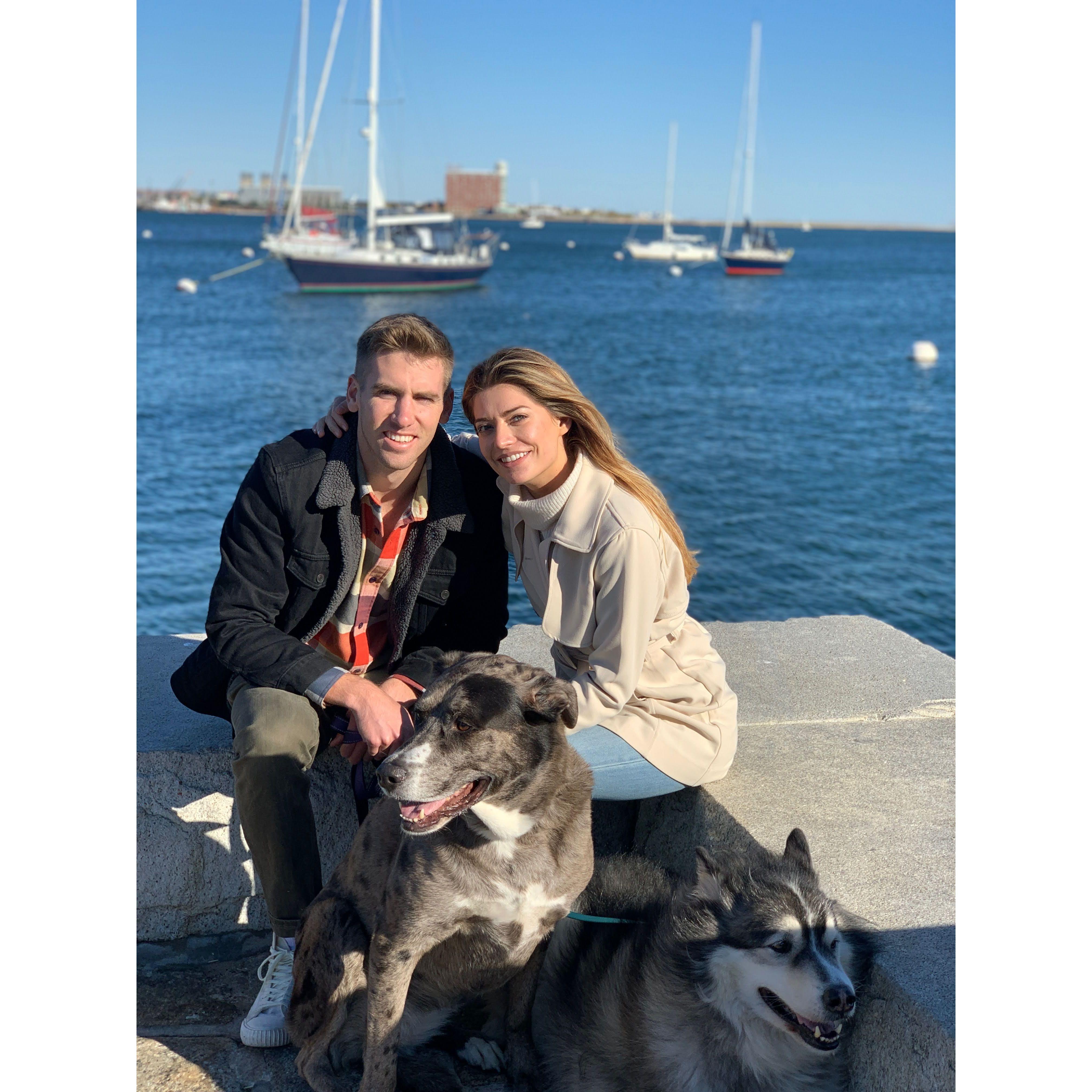 Dog sitting in Boston