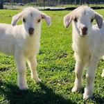 https://cloverbrookefarm.com/