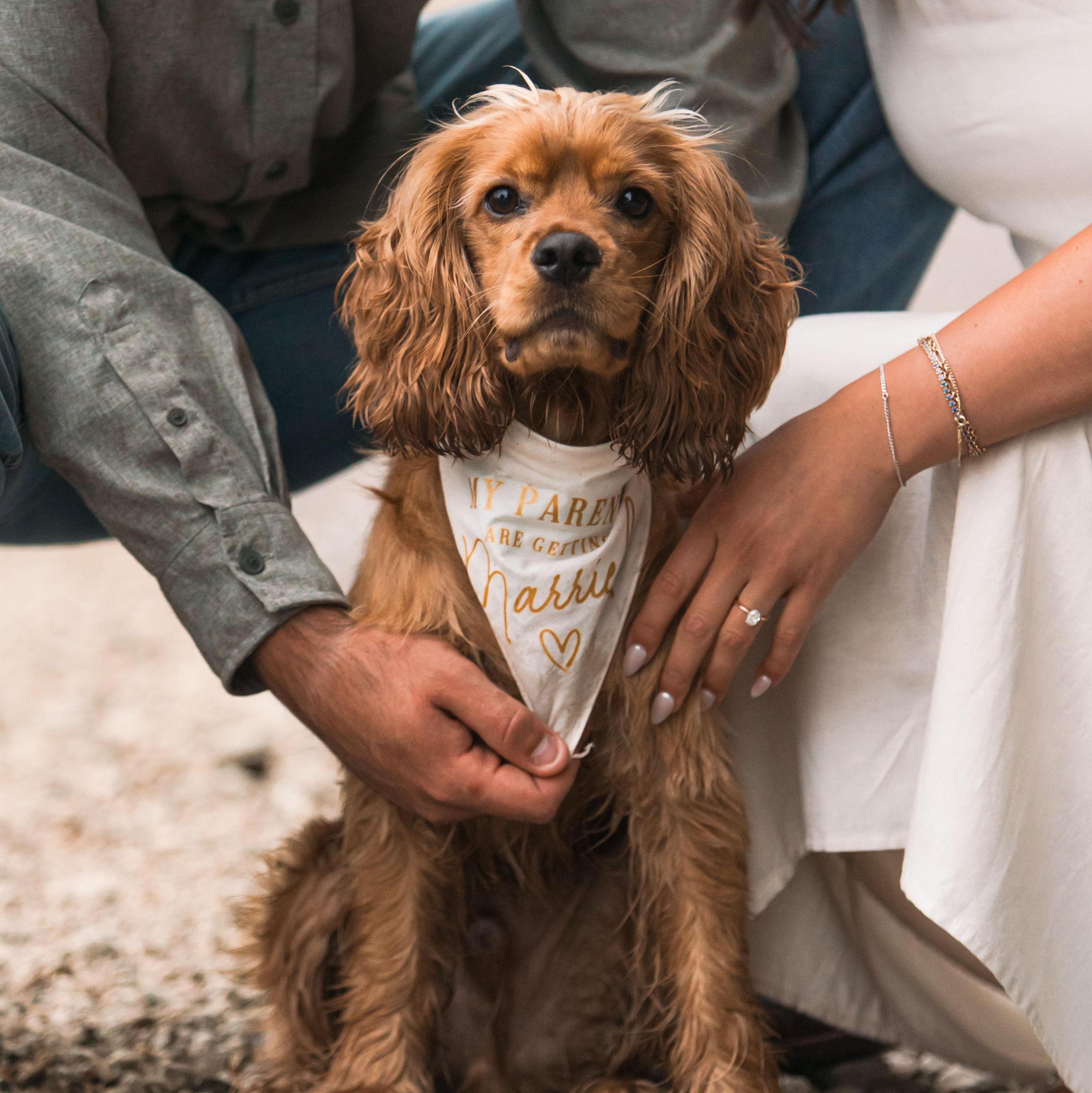 After Briana said yes Ranger was the first to congratulate them with a bandana that said "my parents are getting married!"