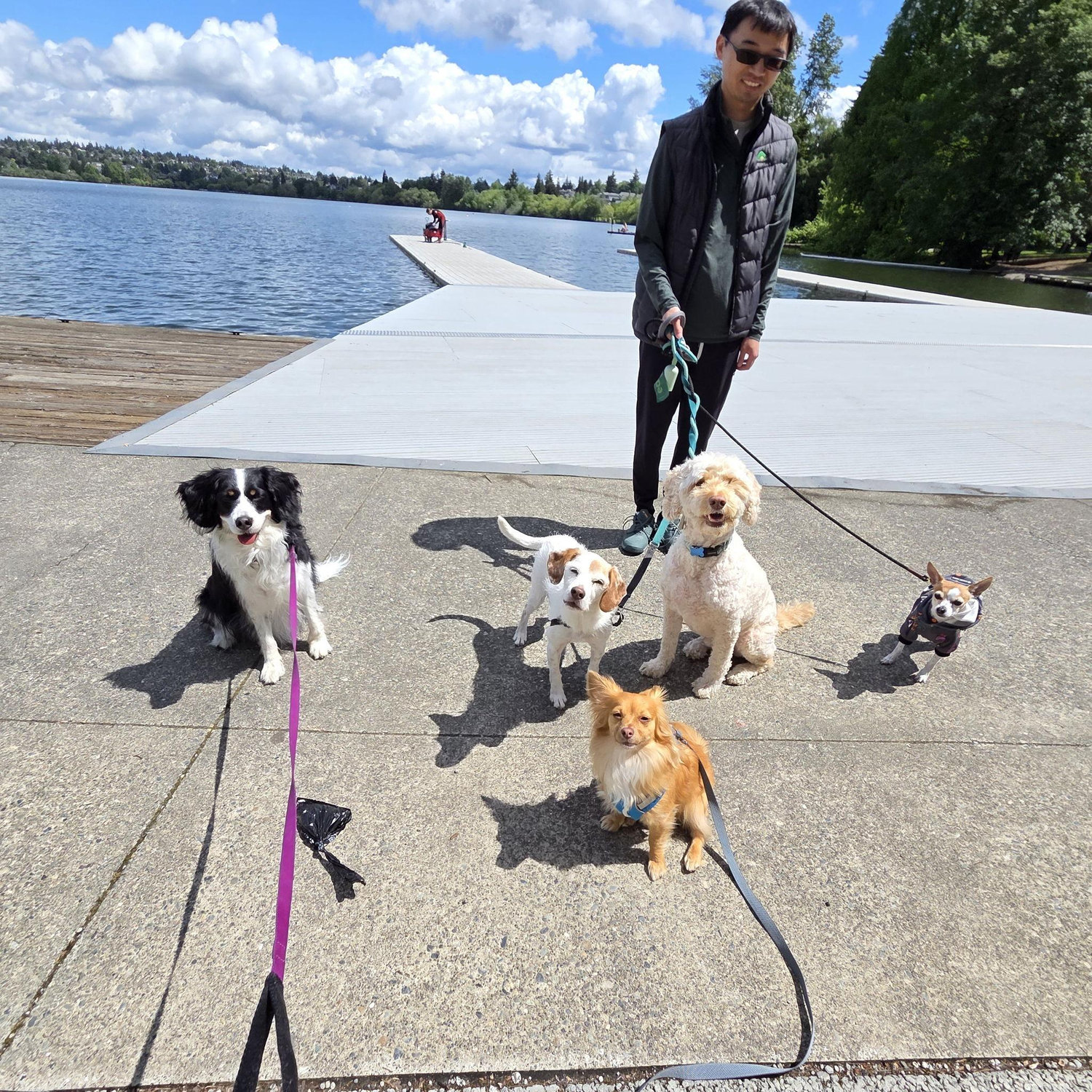 When we decided to take 5 dogs to Greenlake...