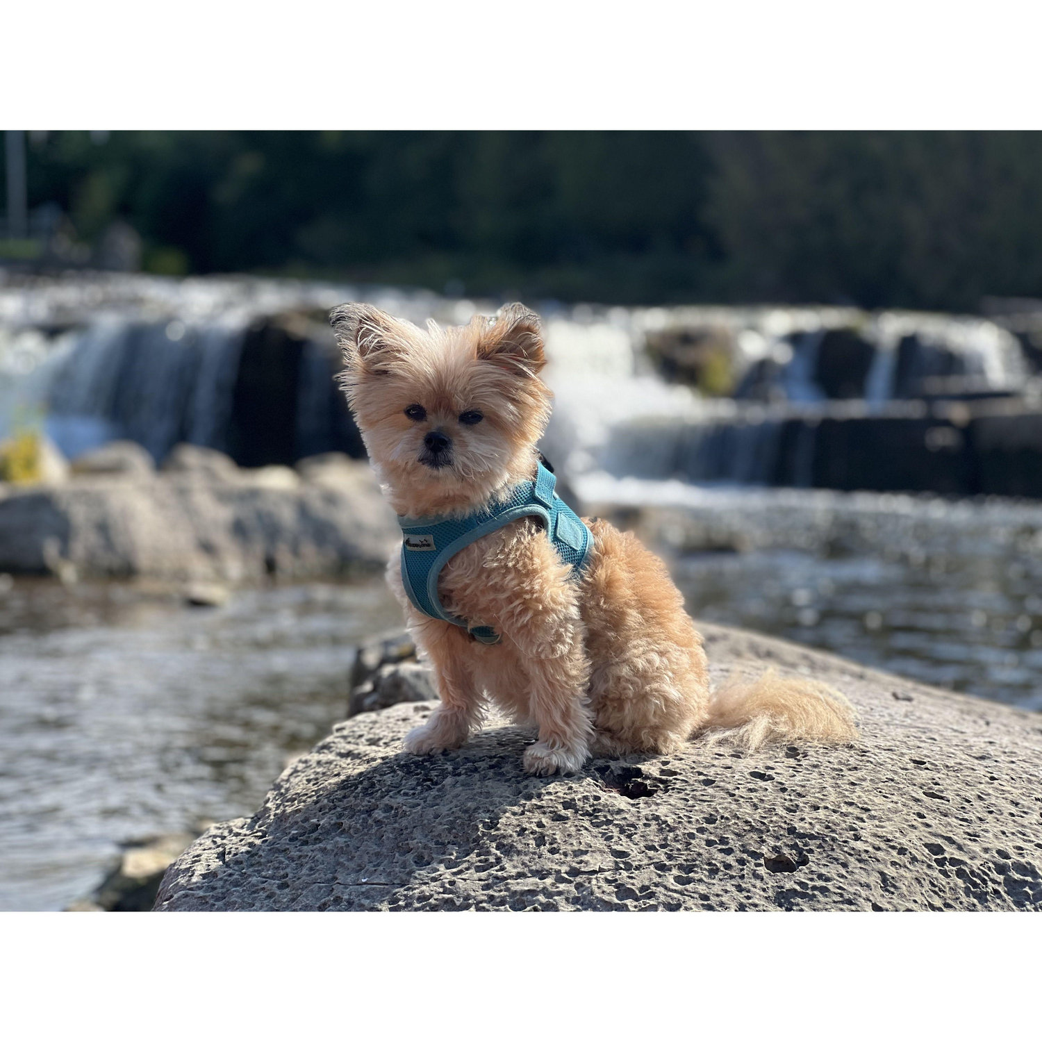 Sauble Falls by canoe!