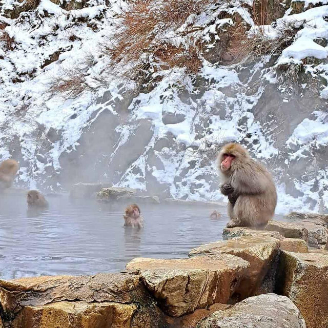 Day Trip to See the Snow Monkeys