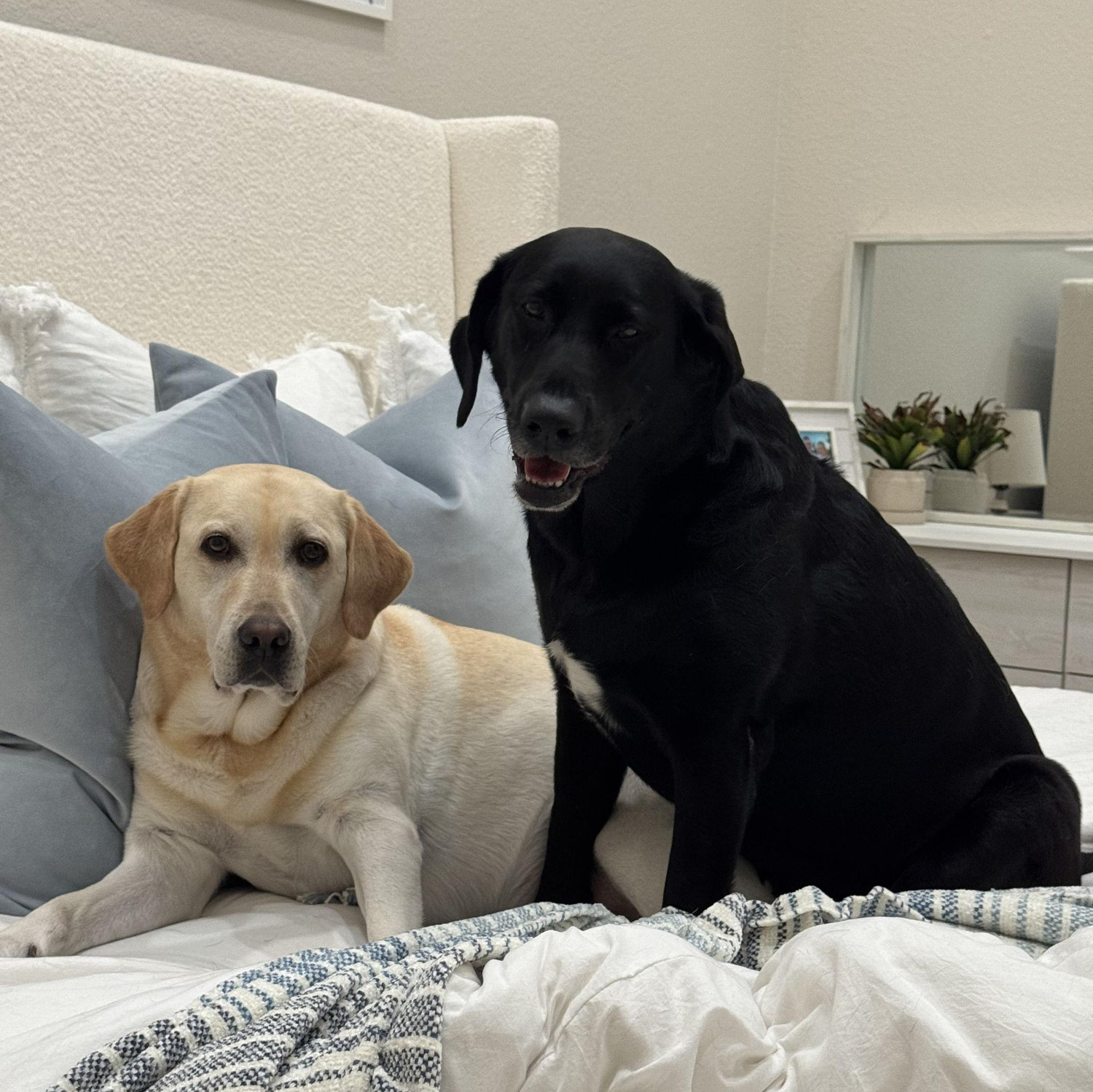 Our fur children!