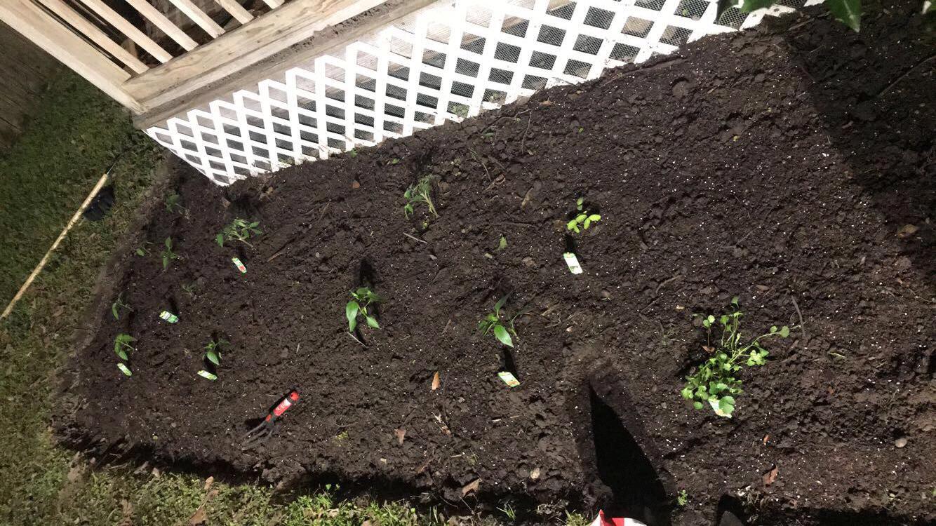 We tried to grow a garden. It did not go well but it looked amazing when we started!