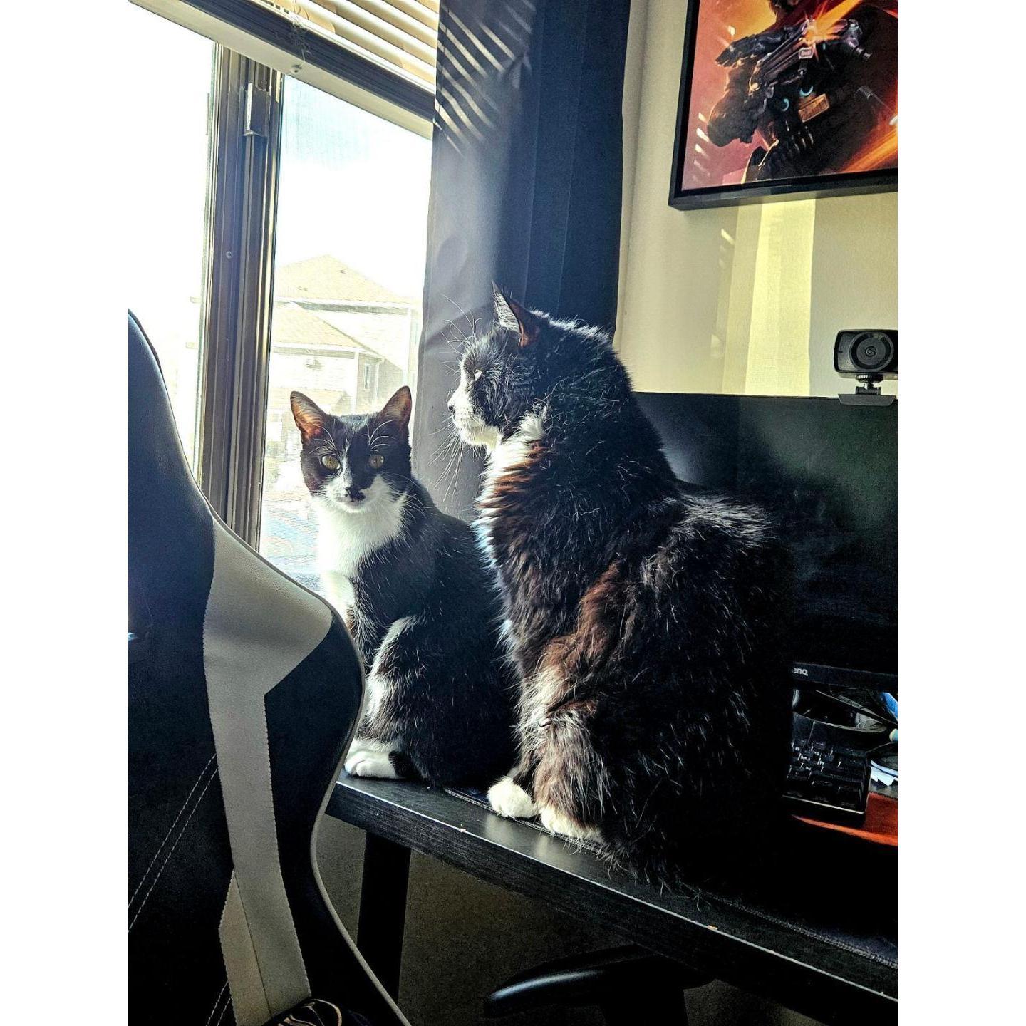 Our sweet babies! Ozzie and Daphne