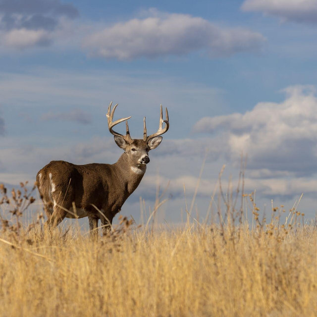 Hunting Trip