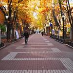Locust Walk