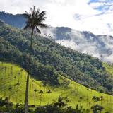 Valle del Cocora