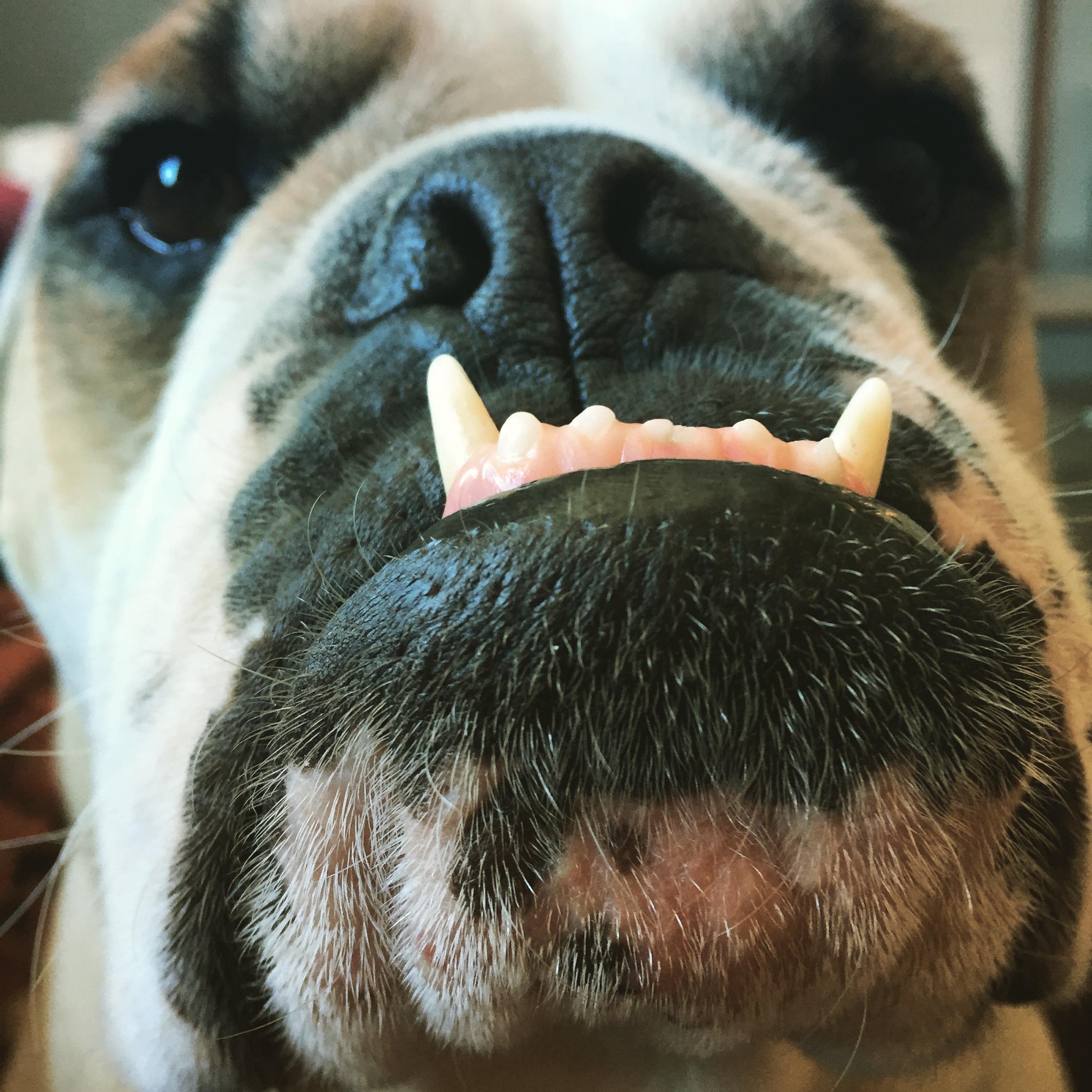 The most handsome mug you ever did see!