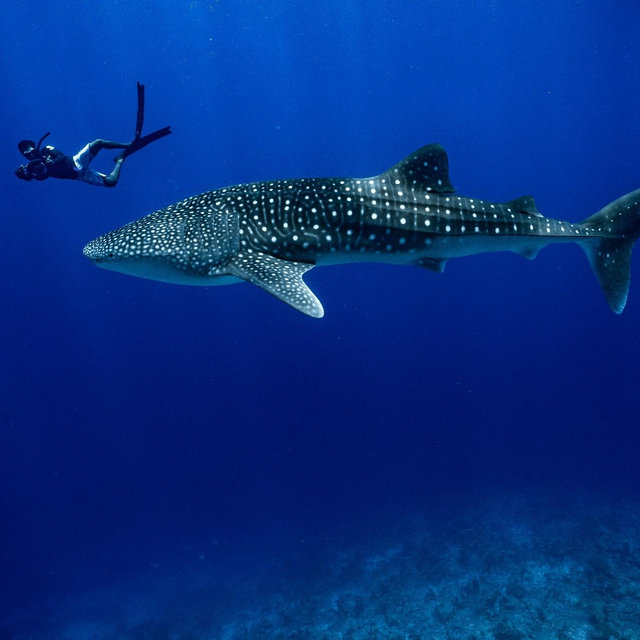 Scuba Diving With Whale Sharks Experience