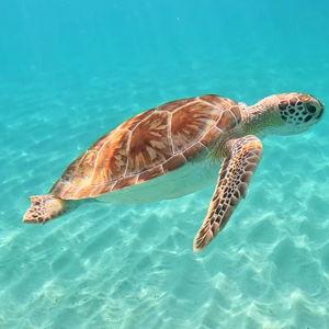 Turtle Snorkeling Tour