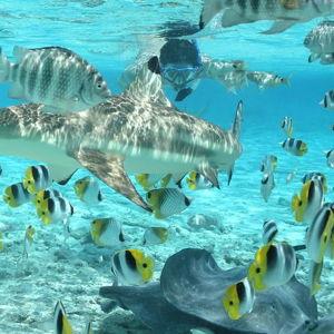Scuba / Snorkeling in Bora Bora