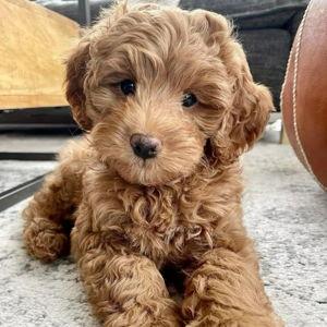 A Sister for Finny
