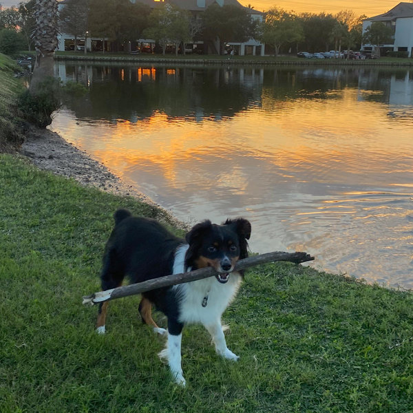 Pet Boarding
