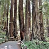 Mount Tamalpais State Park