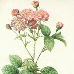 Norfolk Botanical Garden