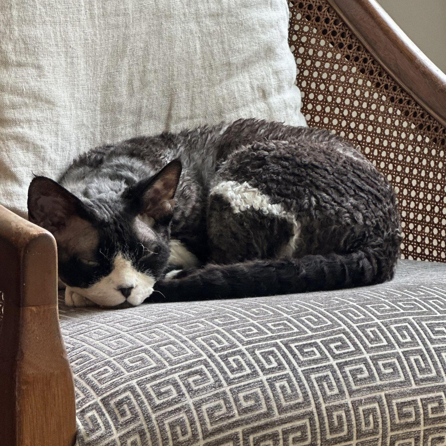 Coco the cat