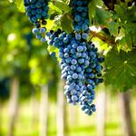 Woodinville Wine Warehouses