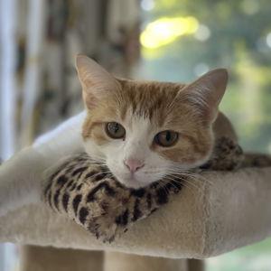 Our New Kitten