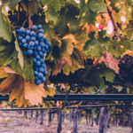 Grapeline Wine Tours
