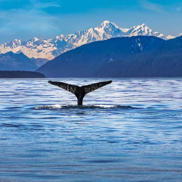 Our Alaskan Honeymoon Fund
