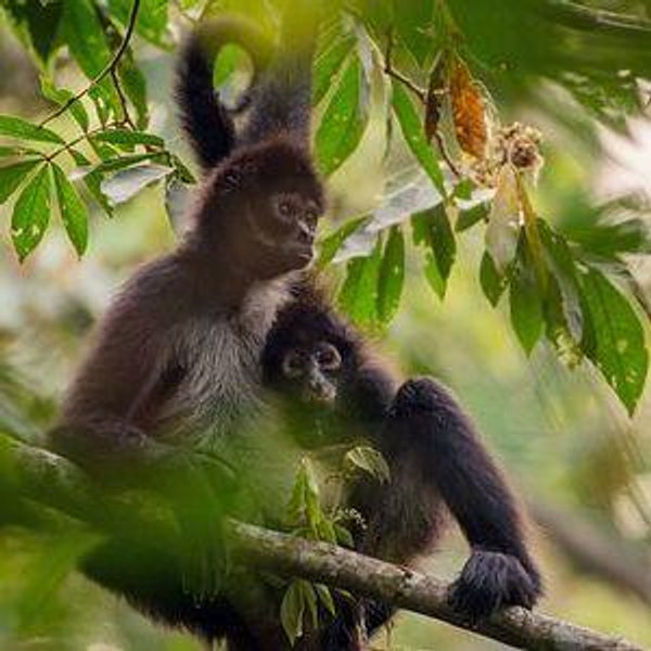 Akumal Monkey Sanctuary & ATV Jungle Tour
