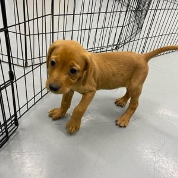 Wright Way Rescue