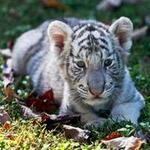 Chestatee Wildlife Preserve & Zoo