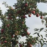 Riverhead Ciderhouse