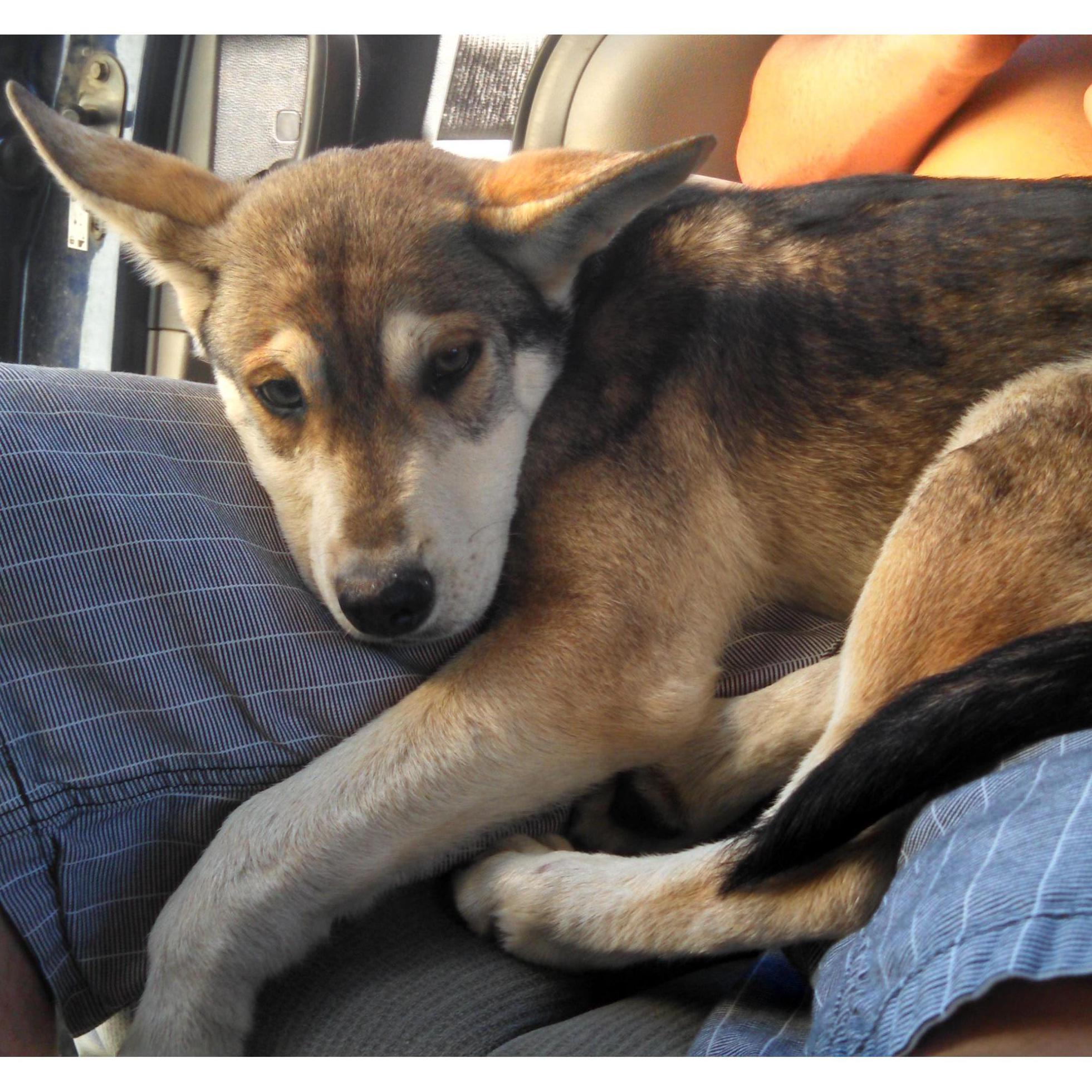 The day we brought Tonto home. Our baby before the babies.