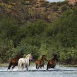 Salt River Tubing