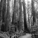 Muir Woods National Monument