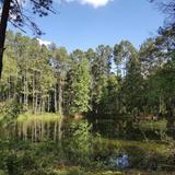 Sam Houston National Forest
