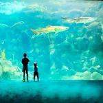 The Florida Aquarium