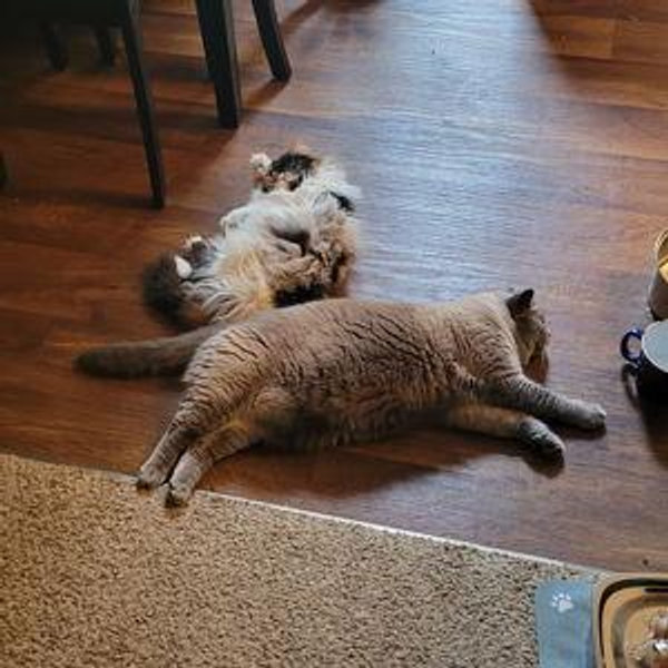 Onyx & Bean