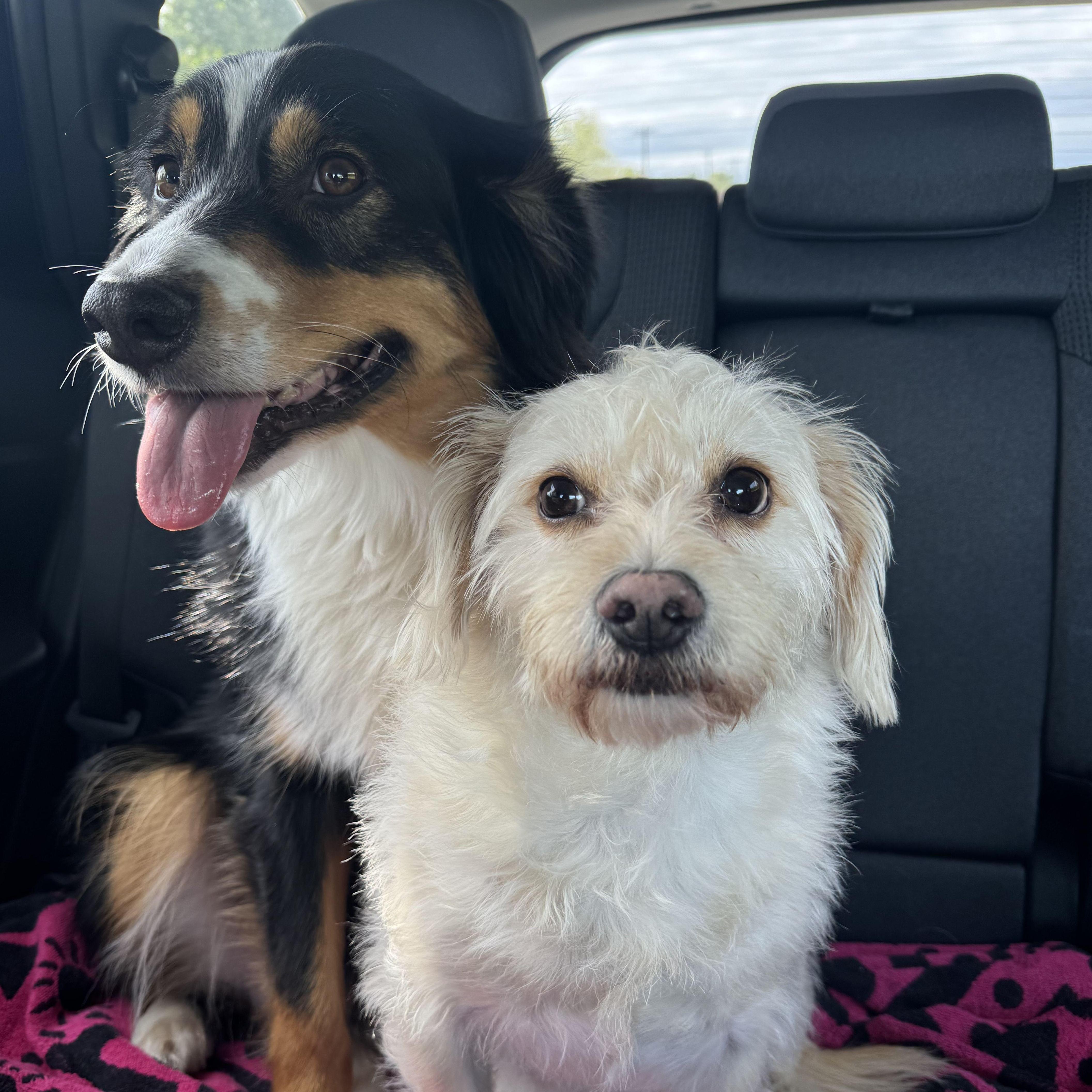 Sammy & Duke