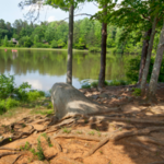 Lake Norman State Park